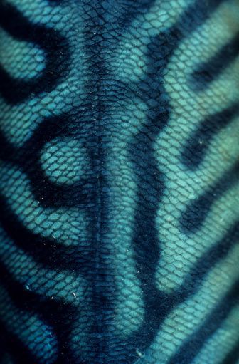 Mermaid Book, Macro Food, Fish Fin, Fish Scale Pattern, Wood Fish, Mermaid Aesthetic, Up Book, Fish Scales, Fish Painting