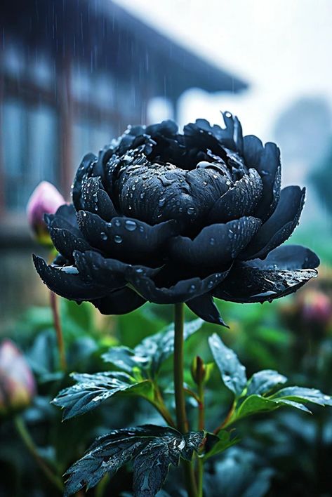 Dark Peonies, Gothic Greenhouse, Gothic Imagery, Black Peonies, Moody Florals, Gothic Flowers, Black Peony, Goth Garden, Author Branding