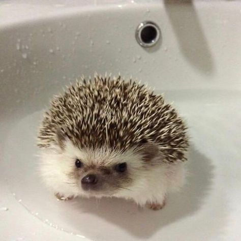 Cute Hedgehogs, Hedgehogs Cute, Hedgehog Cute, Cutee Animals, Hedgehog Pet, Baby Hedgehog, Cute Small Animals, Cute Animals Puppies, Funny Animal Photos