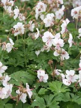 Groundcovers, Perennials Plants | Bluestone Perennials Geranium Biokovo, Geranium Care, Geranium Macrorrhizum, Gardenia Plant, Geranium Plant, Shade Tolerant Plants, Hardy Geranium, Pink Geranium, Geranium Flower