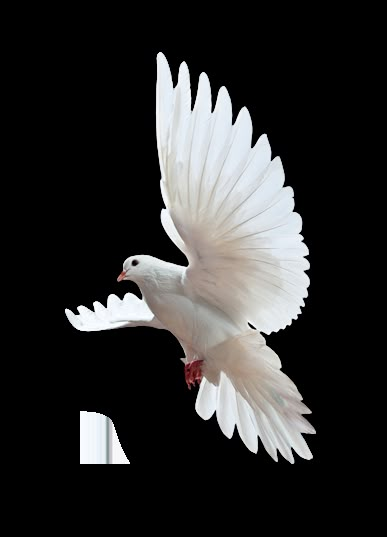 Holy Spirit Images, Adoration Catholic, Dove Png, Father Son And Holy Spirit, Dove Flying, Dove Images, Holy Spirit Dove, Glory Be, Dove Pictures