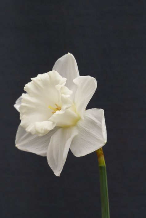 White Narcissus, Daffodils, Plants, Flowers, White