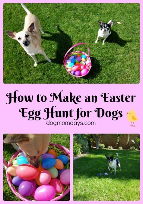 how to make an Easter egg hunt for dogs Dog Easter Egg Hunt, Easter Dog Treats, American Alsatian, Easter Dogs, Dog Easter Basket, Dog Events, Hunting Ideas, Dog Easter, Pawsitive Vibes