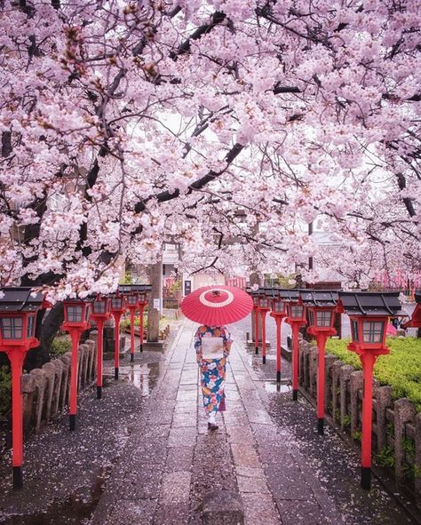 Spring In Japan, Cherry Blossom Japan, Monte Fuji, Tokyo Skytree, Japan Photography, Porto Rico, Japan Aesthetic, Aesthetic Japan, Spring Trip