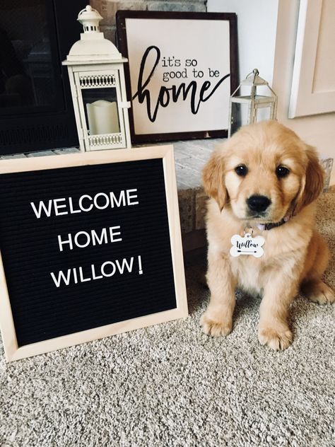 Puppy Welcome Home Pictures, New Puppy Letter Board, Announcing New Puppy, Oakley Photoshoot, New Puppy Photoshoot, Puppy Announcement Ideas, Puppy Picture Ideas, Welcome Home Puppy, Puppy Reveal