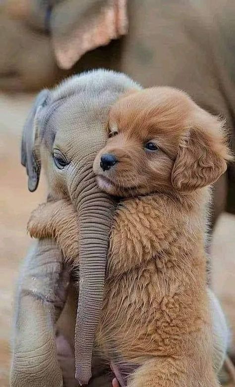 Very Cute Puppies, Cute Small Animals, Cute Animals Puppies, Very Cute Dogs, Animals Friendship, Pretty Animals, Cute Animals Images, Laugh Out Loud, Cute Wild Animals