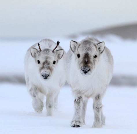 Two Svalbard reindeer calves (Rangifer tarandus platyrhynchus) found on the Svalbard archipelago of the Norwegian Arctic. (Photo by Randall Hyman, St. Louis-based photojournalist and writer 2013) Christmas Pets, Baby Reindeer, Cute Critters, Christmas Cat, Sweet Animals, Animal Planet, Amazing Animals, Christmas Animals, Beautiful Animals