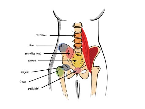 Hamstring Muscles, Piriformis Muscle, Pelvic Bone, Pelvic Region, Trx Workouts, Pelvic Tilt, Hip Flexor Stretch, Tight Hip Flexors, Psoas Muscle