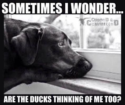 Duck Hunting Humor, Labrador Quotes, Duck Hunting Dogs, Dogs Quotes, Goose Hunting, Hunting Humor, Waterfowl Hunting, Hunting Life, Funny Duck