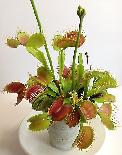 Carnivorous Plants Terrarium, Insectivorous Plant, Bog Garden, Venus Flytrap, Plant Crafts, Venus Fly Trap, Pitcher Plant, Plant Aesthetic, Office Plants