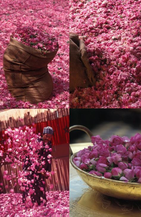 Roses in Morocco… – Lifestyle from Amsterdam to Marrakech Morocco Flowers, Damascus Rose, Moroccan Rose, Flower Festival, Morocco Travel, Summer Inspiration, Rose Water, Oh The Places Youll Go, Carolina Herrera