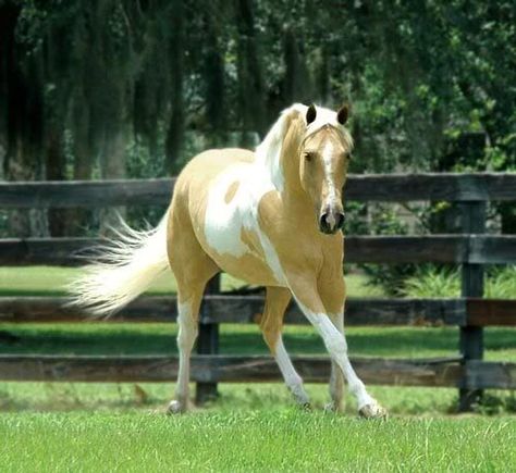 Palomino Tobiano Paint Yellow Horse, Golden Horse, Palomino Horse, Eventing Horses, American Paint, American Quarter Horse, Most Beautiful Horses, Horse World, All The Pretty Horses