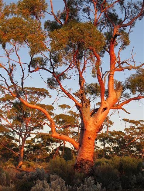 Salmon gum (Eucalyptus salmonophloia) (Wurak, Weerluk) is a small to medium-sized tree endemic to Western Australia. It has pale grey bark that is shed in flakes to reveal salmon-coloured new bark in summer, narrow lance-shaped to curved leaves, creamy white flowers and hemispherical gumnuts. It typically grows to a height of 4–30m. Ap Drawing, Gum Trees, Australian Trees, Australian Painting, Minecraft Wallpaper, Australian Plants, Eucalyptus Tree, Night Garden, Plant Photography