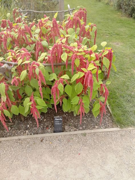 Amaranthus  coral fountain Amaranth Coral Fountain, Farm Flowers, Amaranth, Flower Farm, Garden Plants, Flower Garden, Coral, Plants, Flowers