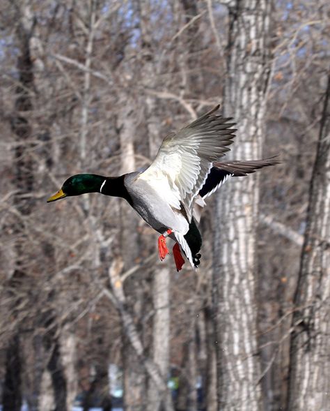 Hunting Photography, Goose Hunting, Duck Pictures, Quail Hunting, What The Duck, 3d Sublimation, Duck Calls, Duck Hunter, Duck Decoys