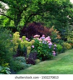 Garden Hydrangea, Border Garden, Garden Flower Beds, Backyard Plants, Hydrangea Garden, Hydrangea Macrophylla, Garden Borders, Jive, Garden Flower