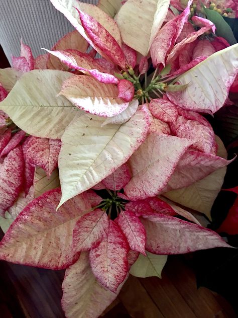 Christmas Botanicals, Xmas Colors, Xmas Flowers, Poinsettia Plant, Shabby Christmas, Christmas Plants, Christmas Cottage, Poinsettia Flower, Unusual Plants