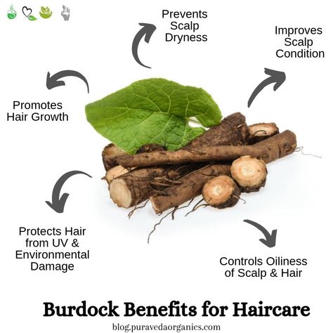 The Hair Care Benefits of Burdock Root - PuraVeda Organics Blog Burdock Root Benefits, Hair Lice, How To Treat Dandruff, Burdock Root, Hair Control, Scalp Conditions, Hair Vitamins, Natural Shampoo, Hair Detangler