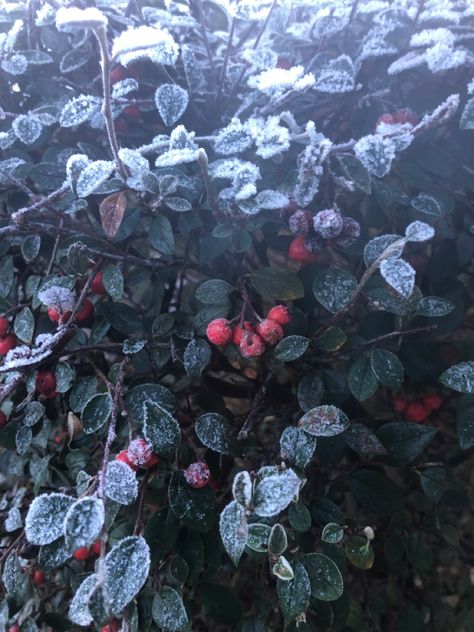 Winter snow berries frost aesthetic Cranberries Aesthetic, Holly Aesthetic, Frost Aesthetic, Berries Aesthetic, Bujo 2023, Snow Berries, Frosted Berries, Winter Court, Forest Berries