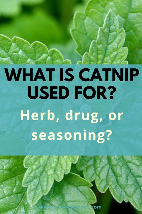 #catnip #herb #drug #seasoning #nepetalactone #leopards #science #scienceforkids #sciencemagazine #smoremagazine #stem #stemeducation #stemforkids Catnip Recipes, Catmint Uses, Catnip Benefits For Humans, Catnip Uses For Humans, Catnip Benefits, How To Make Catnip Tea, Catnip Tincture Benefits, Catnip Uses, Catnip Herb Benefits