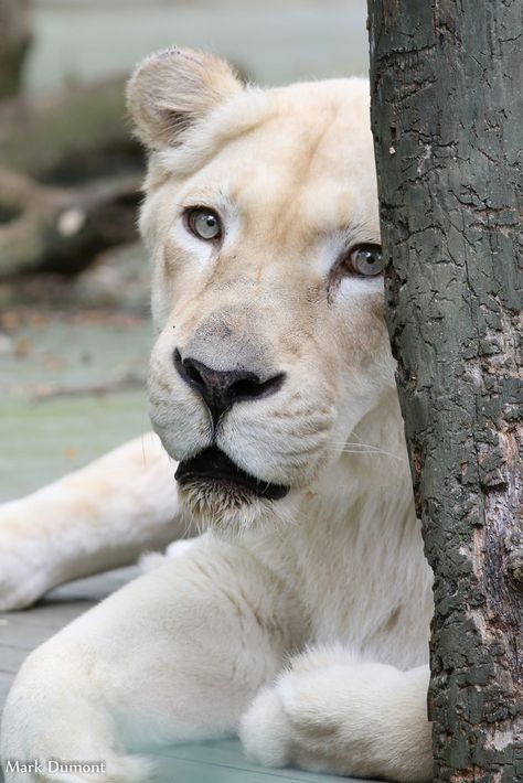 White Lioness, Big Cat Family, White Lions, Cat Diary, Magical Nature, Beautiful Lion, Albino Animals, Nature Tour, Lion Pictures