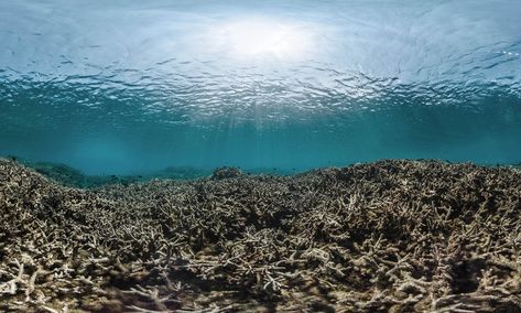 Important ecosystems could be massively damaged by 2050 unless greenhouse gas emissions and localised pollution is drastically reduced, researchers say Ocean Food Chain, Ocean Acidification, Marine Pollution, Food Chains, Ocean Pollution, Sea Level Rise, Oceans Of The World, Food Chain, Environmental Science