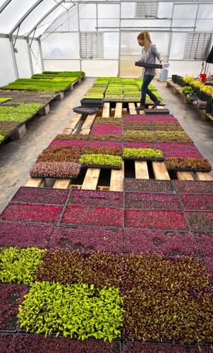 Microgreen Garden, Microgreens Garden, Micro Herbs, Heating A Greenhouse, Indoor Farming, Micro Greens, Growing Microgreens, Vertical Farming, Greenhouse Growing