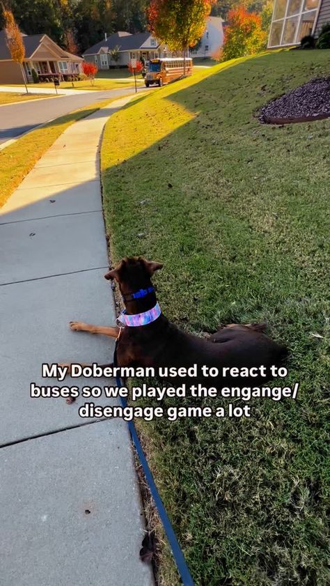 Denise Partlow | My Doberman used to react to just about everything. That included very large, noisy vehicles. In order to help him work through his... | Instagram Doberman Pinscher Funny, Doberman Training, Dog Commands, Dogs Stuff, Dog Enrichment, Dog Ideas, Crate Storage, Doberman Pinscher, Dog Behavior