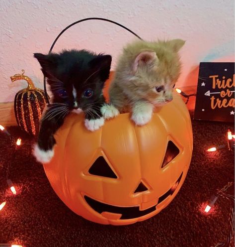 Cute Halloween Pfp, Halloween Names For Cats, Halloween Kittens, Pumpkin Cats, Halloween Core, Halloween Pfps, Cat In Pumpkin, Cat Pumpkin Carving, Fall Cat