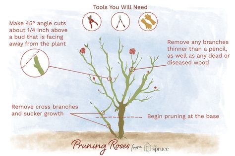 How and When to Prune Your Roses Hybrid Roses, Roses Landscape, Hybrid Tea Roses Garden, When To Prune Roses, Hybrid Tea Roses Care, Roses Garden Care, Rose Pruning, Roses Pictures, Roses Growing