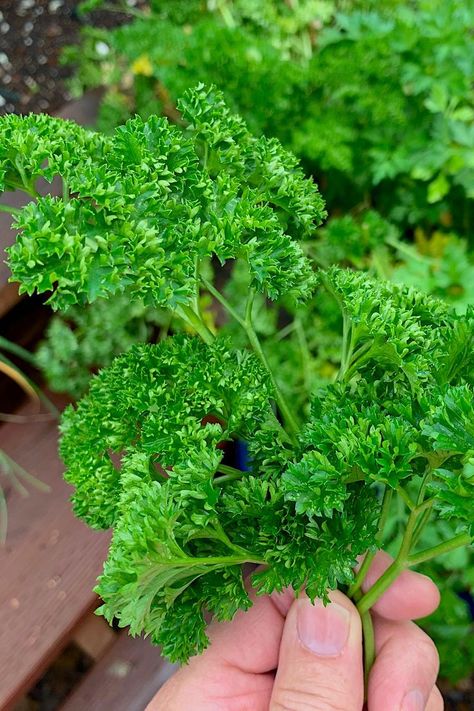 Sprigs of fresh parsley and other culinary herbs for garnishing and flavoring home meals are a snap to grow in home vegetable gardens or indoor containers throughout the seasons, and costs far less than grocery-store bought herbs. Copyright ©2020 by Dolezal & Associates. All Rights Reserved. grownbyyou.com Herbs At Home, Pesto Sauce For Pasta, Gardening Herbs, Culinary Cooking, Perennial Bulbs, Tiny White Flowers, Kitchen Herbs, Perennial Shrubs, Perennial Herbs