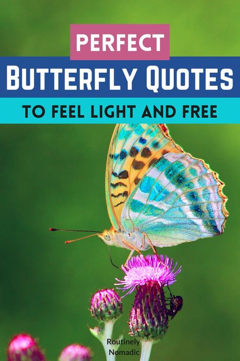 Butterfly on flower with words Perfect Butterfly Quotes to feel light and free Flower With Words, Quotes About Butterflies, Beautiful Butterflies Quotes, Butterfly Poems, Facebook Cover Photos Quotes, Beautiful Poems, Butterfly On Flower, Photos Quotes, Butterfly Quotes