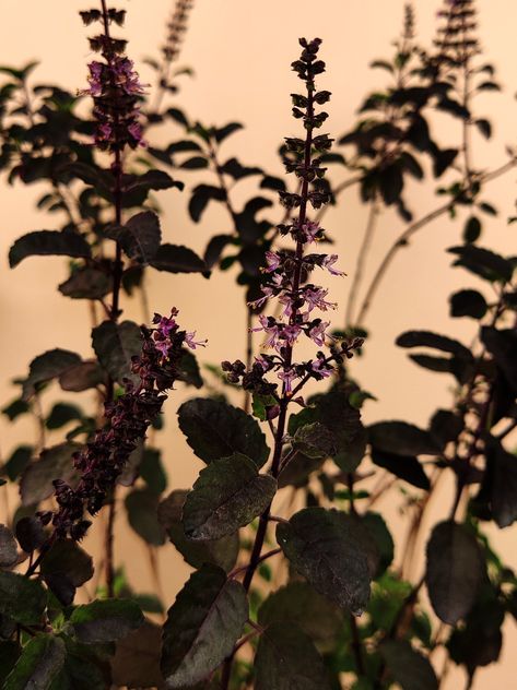 Holy Tulsi #oneplusnordshots Tulsi Aesthetic, Plant Photography Aesthetic, Plants Activity, Tulasi Plant, Tulsi Vivah, Tulsi Plant, Plant Activities, Garden Corner, Yogi Tea