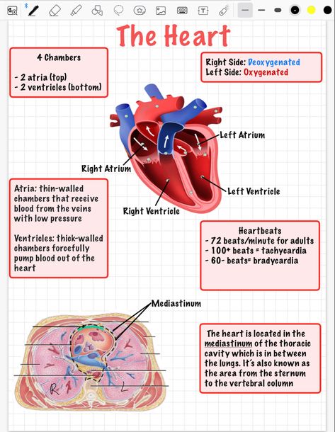 #a&p #goodnotes #ipad #aestheticnotes #notes Digestive System Notes, Physiology Notes, Anatomy Notes, Thoracic Cavity, Vet Tech School, Heart Diagram, Ipad Notes, Anatomy Physiology, Tech School