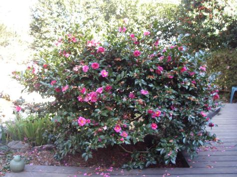 Camellia sasanqua 'shishi gashira' is one of my favorite camellias because it blooms in December, January and sometimes Shi Shi Camellia, Camellia Sasanqua, Plant Palette, Low Growing Shrubs, Front Yard Plants, Yard Plants, Yard Inspiration, Plant Zones, Foundation Planting