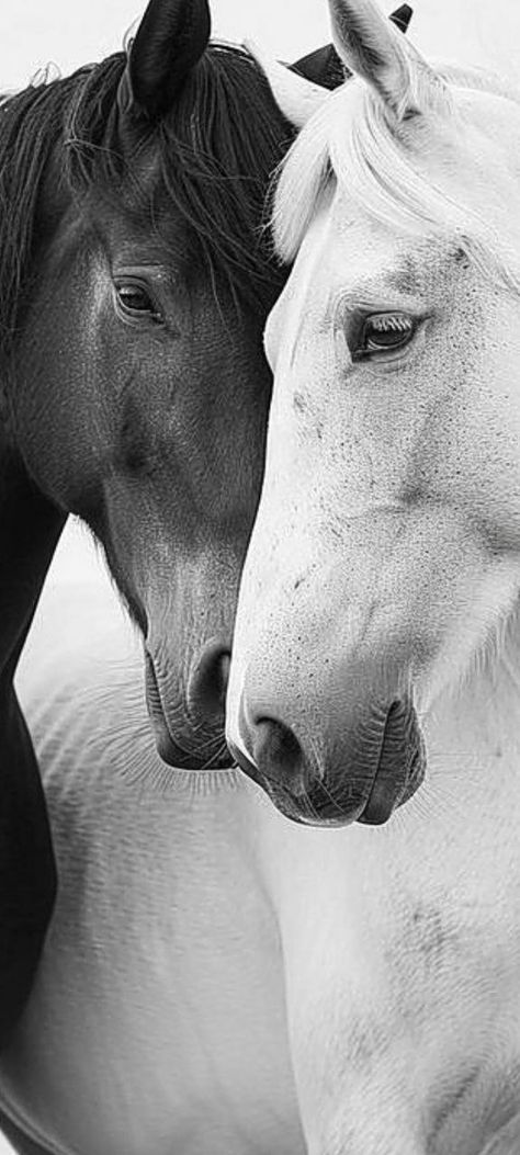 White Horse Photography, Wild Horses Photography, Horses Photography, Horse Art Print, Horse Wallpaper, Horse Things, All The Pretty Horses, Horse Crazy, Equine Photography