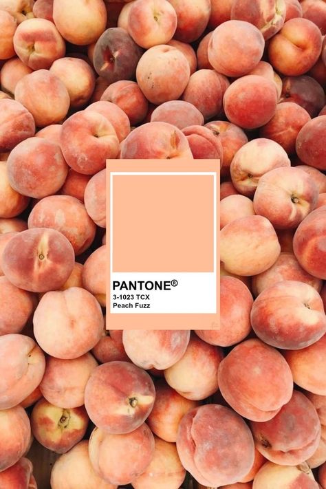 Peach Fuzz Moodboard, Spring 2024 Color Palette, Peach Fuzz Interior Design, Peach Fuzz Pantone 2024, Peach Fuzz Outfit, Peach Fuzz Color, Pantone Peach Fuzz, Colour Palette 2024, Interior Design Colour Palette