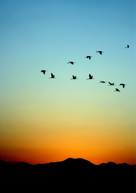 Birds Flying In The Sky Pictures, Birds Taking Flight, Birds Flying Aesthetic, Birds Flying In The Sky, Flock Of Birds Flying, Birds Sunset, Psalm 65, Bird Flight, Flying In The Sky