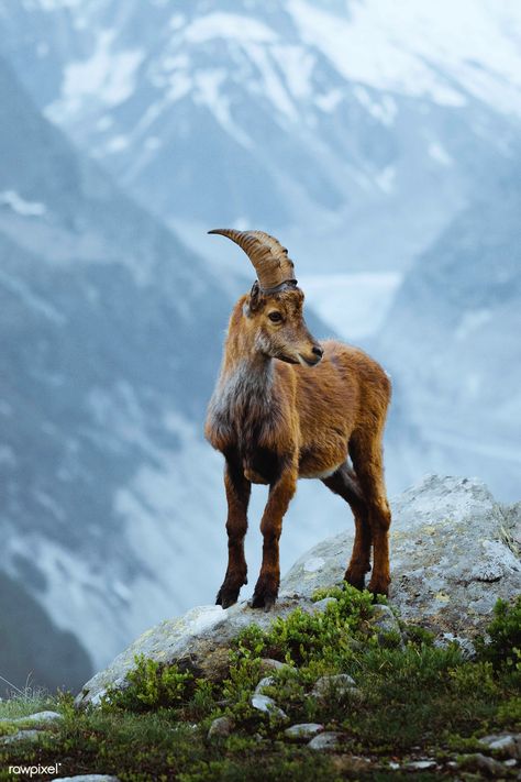 Alpine ibex in the French Alps | free image by rawpixel.com Ibex Goat, Alpine Ibex, Animals With Horns, Nature Destinations, Wild Animals Photography, Mountain Goat, Animal Habitats, French Alps, Sea World