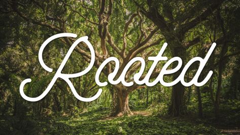 Youth Group Lesson on Being Rooted in God's Word Church Youth Group Activities, Youth Group Events, Youth Sermons, Teen Bible Lessons, Youth Ministry Lessons, Bible Class Activities, Youth Group Lessons, Teen Bible Study, Retreat Themes