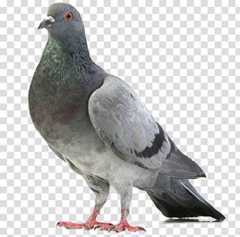 Columbidae Bird, Fantail Pigeon, Feral Pigeon, Flying Pigeon, Dove Flying, Cute Pigeon, King Pigeon, Homing Pigeons, White Pigeon