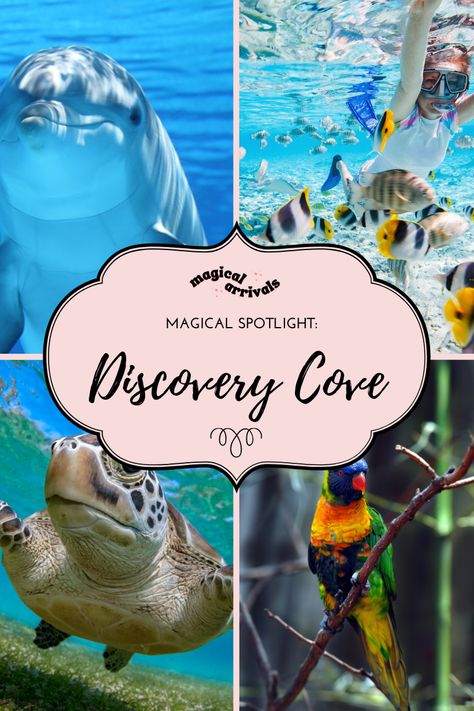 🌴🦜 Dreaming of a perfect Orlando getaway? 🌊 Dive into the magic of Discovery Cove! From dolphin encounters to tropical adventures, it’s the escape you’ve been craving. Let Magical Arrivals handle all the planning for a stress-free vacation that’s truly unforgettable! 🏝️

Pin now, travel later! #MagicalArrivals #OrlandoVacation #DiscoveryCove Discovery Cove Orlando, Orlando Travel, Connect With Nature, Orlando Vacation, Free Vacations, Dolphins, Orlando, Oasis, Diving