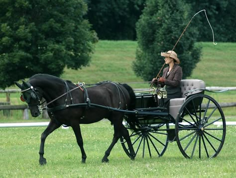 carriage dressage 2 | by Martina V. Horse And Buggy Carriage, Rare Horse Colors, Horse And Wagon, Driving Horses, Carriage Horse, Horse Wagon, Horse Drawn Carriage, Horse Cart, Carriage Driving