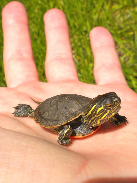 Baby painted turtle | delicious_sandwich | Flickr Eastern Painted Turtle, Western Painted Turtle, Kawaii Turtle, Turtle Aquarium, Turtle Care, Slider Turtle, Painted Turtle, Cute Tortoise, Turtle Time