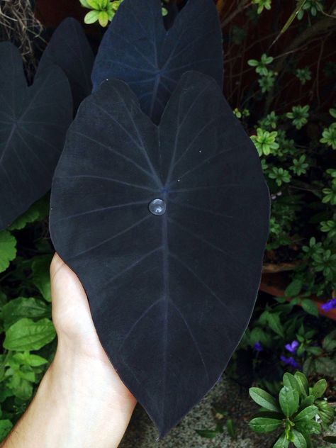 [VR-Zone] - This black leaf of Colocasia Esculenta 'Black Magic' Colocasia Esculenta, Goth Garden, Gothic Garden, Black Garden, Garden Types, Pretty Plants, Black Flowers, Cool Plants, Dream Garden