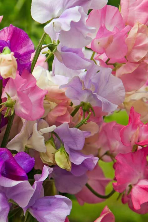 Are you looking for the perfect annual flowering climbing vine with long lasting flowers? Try the old fashioned sweet pea! It’s available in most of the colors of the rainbow and can be grown almost anywhere in temperate or subtropical climates. Learn all you need to know to grow lovely sweet peas on Gardener’s Path now. #sweetpea #growingflowers #gardenerspath Growing Sweet Peas, Sweet Pea Flowers, Flower Pot Design, Fragrant Plant, Pea Flower, Cut Flower Garden, Fragrant Flowers, Flower Farm, Growing Flowers