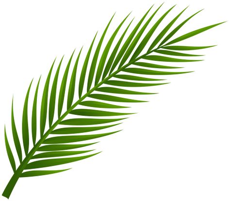 Palm Tree Clip Art, Palm Frond Art, Coconut Leaves, Palm Branch, Palm Tree Tattoo, Palm Tree Leaves, Leaf Clipart, Paper Plants, Leaf Template