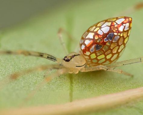 Australian stained-glass mirror spider. This species makes a small tangled web in green vegetation and appears to have behavioural patterns similar to redback and grey house spiders, but it is mainly found in eucalyptus forests rather than on the outside of houses and other man-made constructions. Very little else is know about this species, but It is speculated that the silver patches vary in size with the spiders mood. Mirror Spider, Arachnids Spiders, Spiders And Snakes, Silver Plates, Cool Insects, Cool Bugs, Oc Inspiration, Bedrooms Ideas, A Bug's Life