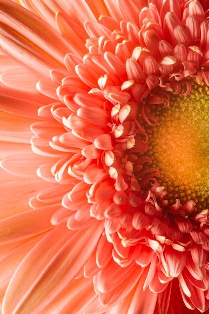 Close-up coral colored plant Flowers Close Up, Floral Photography Nature, Natural Forms Gcse, Aesthetic Bg, Paintings Wall Decor, Inspi Photo, Nature Paint, Big Painting, Home Nature