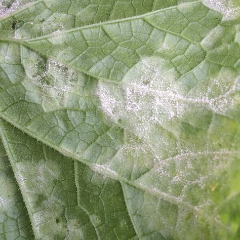 When powdery mildew strikes, it looks like someone sprinkled baby powder on the foliage of your cucumber plants. Currant Bush, Maine Garden, Cucumber Plants, Scale Insects, Cucumber Plant, Powdery Mildew, Strawberry Plants, Rose Trees, Peach Trees